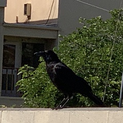 Corvus corax