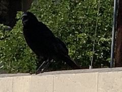 Corvus corax