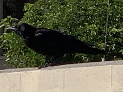 Corvus corax