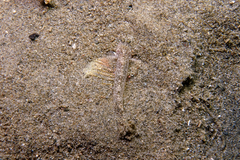 Favonigobius exquisitus