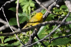 Setophaga petechia morcomi