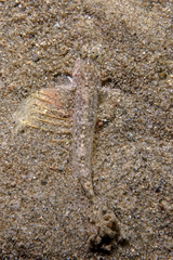 Favonigobius exquisitus