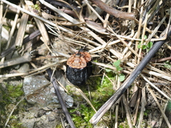 Oiceoptoma thoracicum