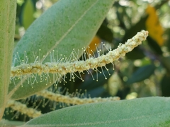Chrysolepis sempervirens