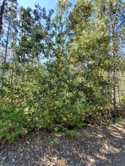 Chrysolepis sempervirens