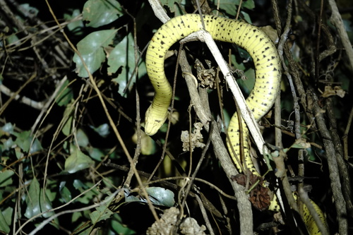 Brown Forest Cobra