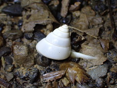 Satsuma
