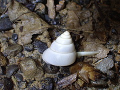 Satsuma