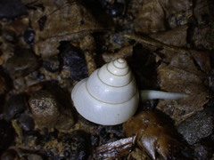 Satsuma