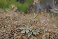 Eriogonum cithariforme
