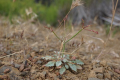 Eriogonum cithariforme