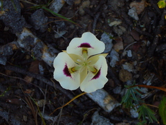 Calochortus eurycarpus