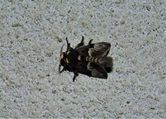 Megalopyge lampra