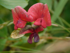 Lathyrus rotundifolius