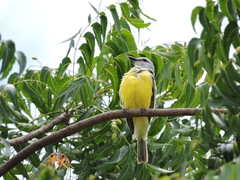 Tyrannus couchii