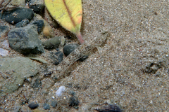 Favonigobius exquisitus