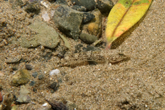 Favonigobius exquisitus