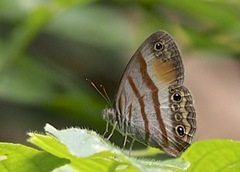 Cissia pseudoconfusa