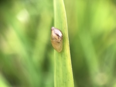 Succinea arundinetorum