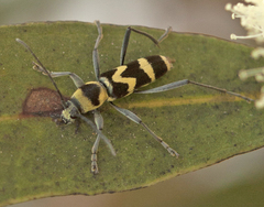 Chlorophorus curtisi