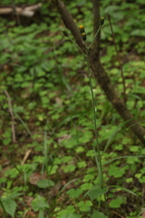 Hieracium subpellucidum