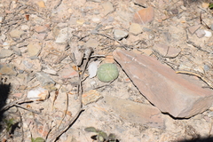 Lophophora diffusa