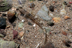Favonigobius exquisitus