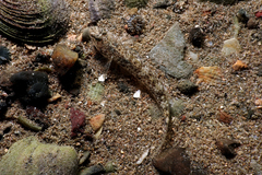 Favonigobius exquisitus