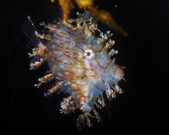 Chaetodermis penicilligerus