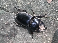 Serrognathus titanus platymelus