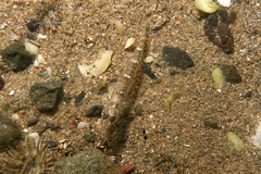 Favonigobius exquisitus