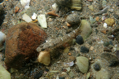 Favonigobius exquisitus