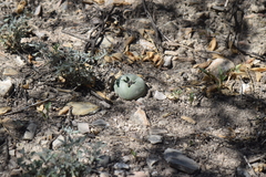 Lophophora diffusa