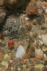 Favonigobius exquisitus
