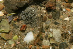 Favonigobius exquisitus