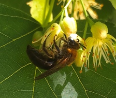 Colletes thoracicus