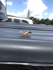 Chortophaga australior