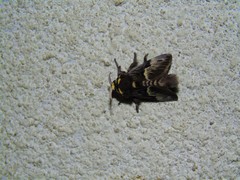 Megalopyge lampra