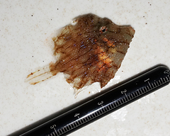 Chaetodermis penicilligerus