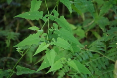 Senecio scandens incisus