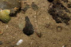 Favonigobius exquisitus