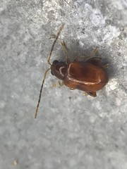 Longitarsus varicornis