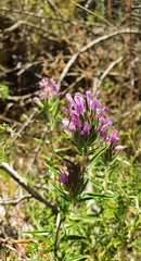 Thymbra spicata