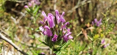 Thymbra spicata