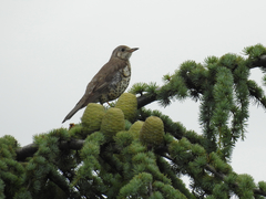 Turdus viscivorus