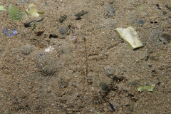 Favonigobius exquisitus