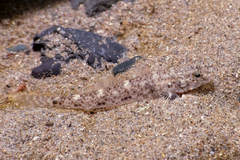Favonigobius exquisitus