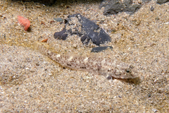 Favonigobius exquisitus