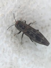 Agrilus lecontei