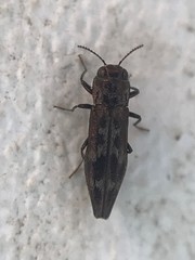Agrilus lecontei
